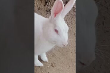 cute baby rabbit chiku rabbit beautiful #cute #rabbit #trending #virel