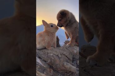 Rabbit Friend served by Dog Friend #cute #rabbit