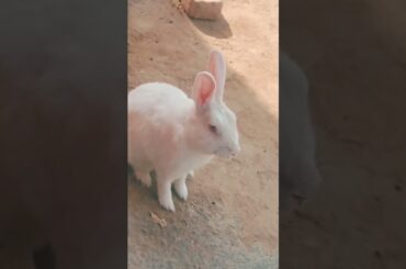 cute baby rabbit chiku rabbit beautiful rabbit and beautiful #trending #virel #cute #rabbit #vitel