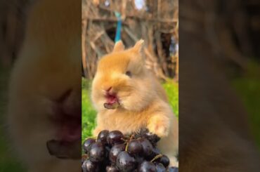 cute BUNNY enjoys blueberries #animals #cute #shorts #bunny
