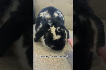 doing this trend with Oreo #cute #bunny #petbunny #petrabbit #slay #shorts #short