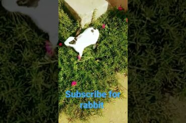 #rabbit #rabbitrabbit #bunny #trending #cutebunny #cute