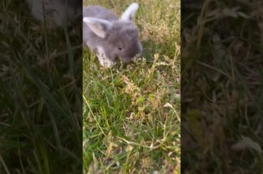Cute baby bunny!!!