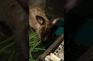 Mon Feeding cute baby rabbit moment #shorts #youtubeshorts #rabbit