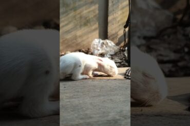 Cute baby rabbit and live peacefully. a beautiful moments #animals #pets  #rabbit #shorts