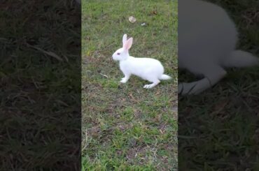 cute Bunny #youtubeshorts