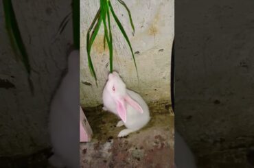 cute baby rabbit is standing his two legs