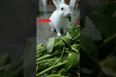 Cute Bunny #ytshort #ytviral #pets #cutebunny #youtubeshorts