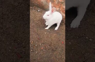 chiku ko chot lag gayi #rabbit #cute #babyrabbit #bunny #rabbitrabbit