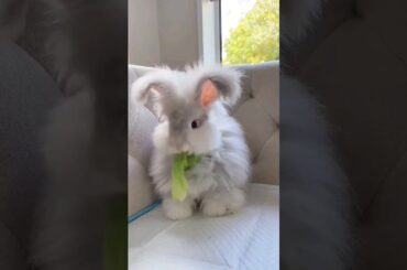 very cute Rabbit's shorts #short #rabbit #cuterabbit