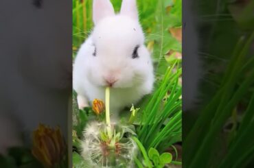 cute rabbit #rabbit#animals #rabbitfarming #rabbits #youtubeshort