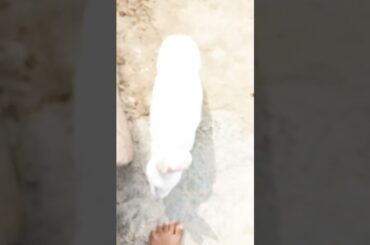 chiku cute baby rabbit chiku beautiful and beautiful #virel