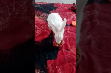 Cute rabbit || #shorts #viral #khargosh #cute #animals #pets #bhoot #cartooncartoon #youtubeshorts