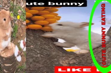You tube Shorts | Cute Rabbit | Funny Rabbit Eating | Cutest Bunny
