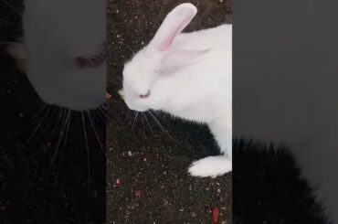 cute baby rabbit chiku rabbit beautiful #cute #rabbit #trending #bunny #rabbitrabbit