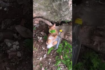 cute Bunny #shorts #cutebunny #youtubeshorts