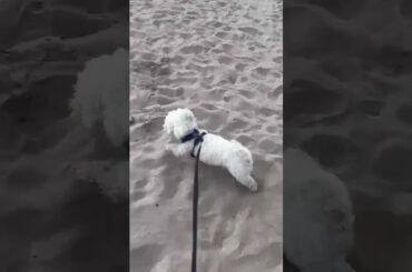 Baby Bunny playing ball at beach #dog #bunny #animals #puppy #cute #cutepuppy #babyanimals #tiktok
