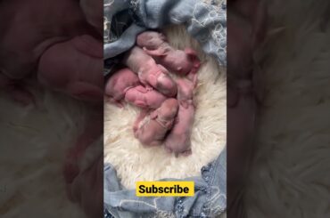 cutie cutie newborn bunnies #shorts #newbornbaby #rabbit