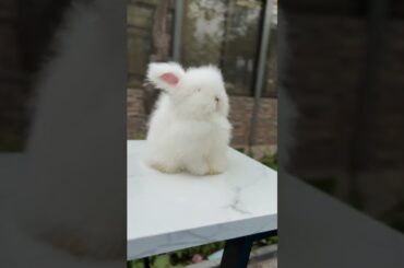 baby rabbit so cute #baby #rabbitfarming #bunny #funny #rabbit #bye