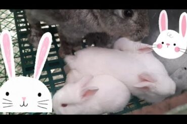 Cute baby rabbits! Really like their bunny ears!