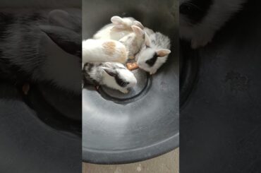 cute rabbit baby  #shorts #shortvideo #shortsfeed #animals #pets #rabbit #bunny #baby