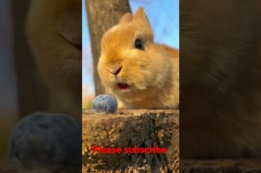 cute rabbit || pet yt || shorts
