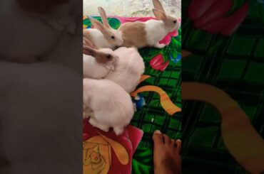 cute rabbit are playing