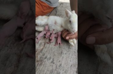 cute baby rabbit/@cutebunnies193