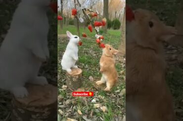 Cute Bunny eating strawberry.A beautiful moment#youtubeshorts