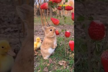 cute rabbit video #themagic25 #animal #viral #shorts #ytshorts #cute