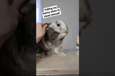 cute bunny tricks #bunny #pettricks #pets