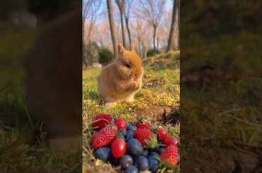 #youtubeshorts #animals #cute #rabbit