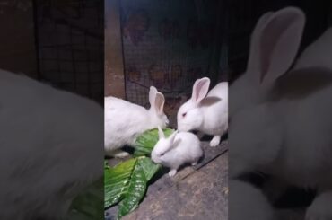 Cute Baby Rabbits Playing,Feeding Activities | Bunny Rabbit(Baby Rabbits)#RunnyRabbits #Babyrabbits