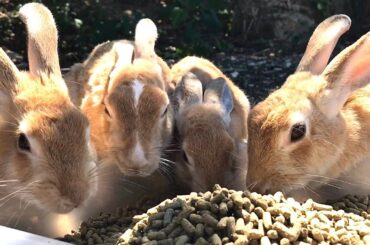 Surprise at the last minute | Cute baby rabbit appears
