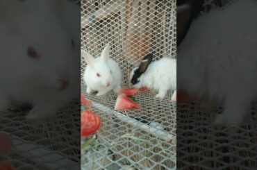 cute rabbit bunnies eating a watermelon #shortsvideo #triding_short_youtube