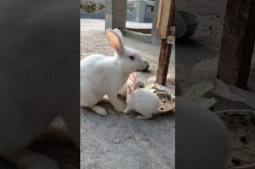 cute baby rabbit/@cutebunnies193