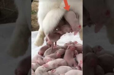 cute baby rabbit -#shorts