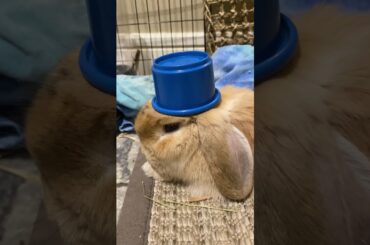 Placing a cup on a cute bunny #bunny #sunnybunny #rabbit