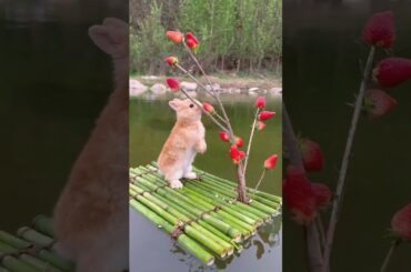 cute rabbit eating stobry | #shorts #rabbit