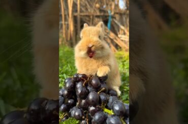 buttyfull cute rabbit eating grape /#ainemals #rabbit