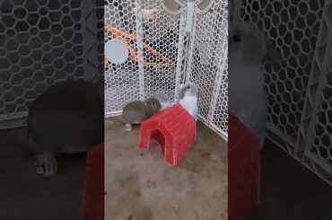 Cute baby bunny!!