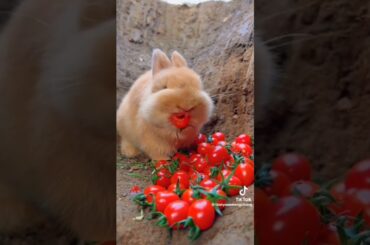 Baby rabbit so cute #baby #rabbitfarming #rabbit #bunny #funny #bye #bay