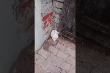 cute baby rabbit chiku beautiful #rabbit #trending #bunny #virel #sports