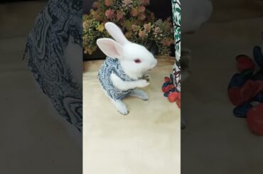 If Stuart Little was a Rabbit/ Bunny's cute antics #cutebunny #rabbitbabies