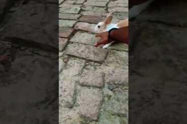 cute baby rabbit and his mom are playing in the field