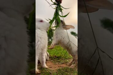 Cute rabbit #shortsfeed #khargosh #trendingshorts #viralshorts