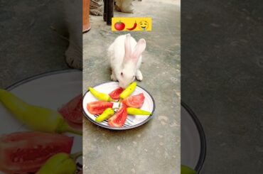 Lunch time Cute baby rabbit #viral