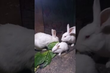 Cute Baby Rabbits Playing,Feeding Activities | Bunny Rabbit(Baby Rabbits)#RunnyRabbits #Babyrabbits