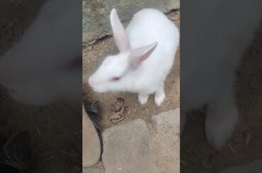cute rabbit #viral #youtubeshorts