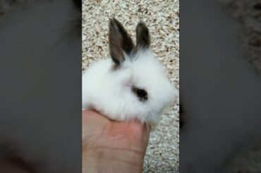 BEAUTIFUL BABY BUNNY CUTE